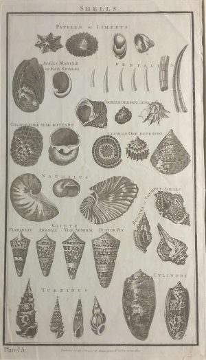 Shells, Plate 75, Limpets; Nautilus; Volutae
