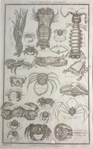 Crustaceous Animals, Crustaceans Lobster, Crabs