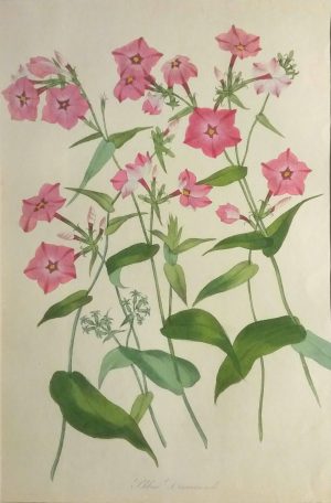 Phlox Drummondi