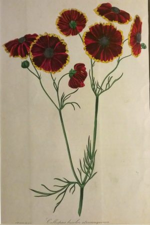 Calliopsis bicolor atrosanquinca