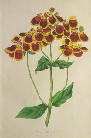 Jupiter calceolaria