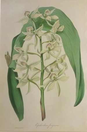Epidendrum fragrans orchid