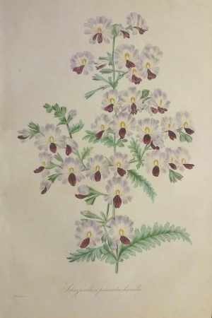 Schizanthus pinnatus humilis (butterfly flower or poor man's orchid)