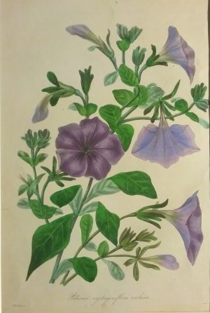 Petunia nydaginiflora violacea
