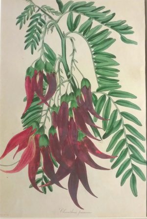 Clianthus puniceus (Lobster claw, Parrot's bill)