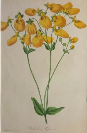 Calceolaria hopeana (Mr. Hope's Slipperwort)