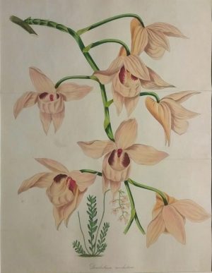 Dendrobium moschatium