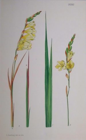 Tritonia Flavida