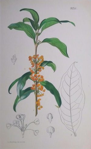 fragrant olive or sweet osmanthus
