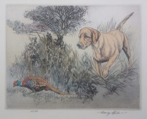Yellow Labrador and Pheasant
