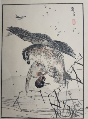 Goshawk Catching a Teal