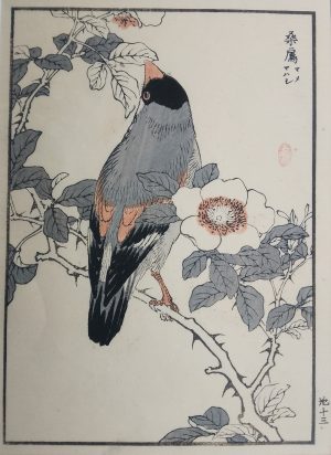 Japanese Grosbeak and Wild Rose