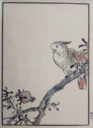 Sulphur Crested Cockatoo and Pomegranate