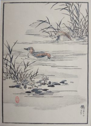 Little Grebes