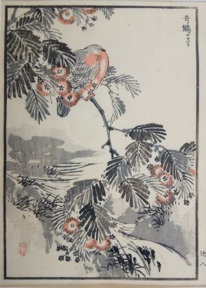 White Bellied Green Pigeon and Silk Tree