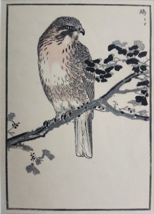 Black Kite and Ginko Biloba