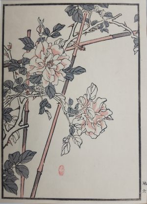 Chinese Rose
