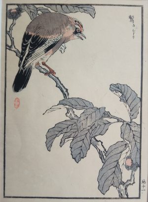 Eurasian Jay
