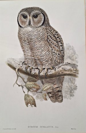 Syrnium Ocellatum mottled wood owl (Strix ocellata)