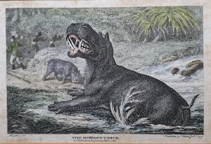 The Hippopotamus