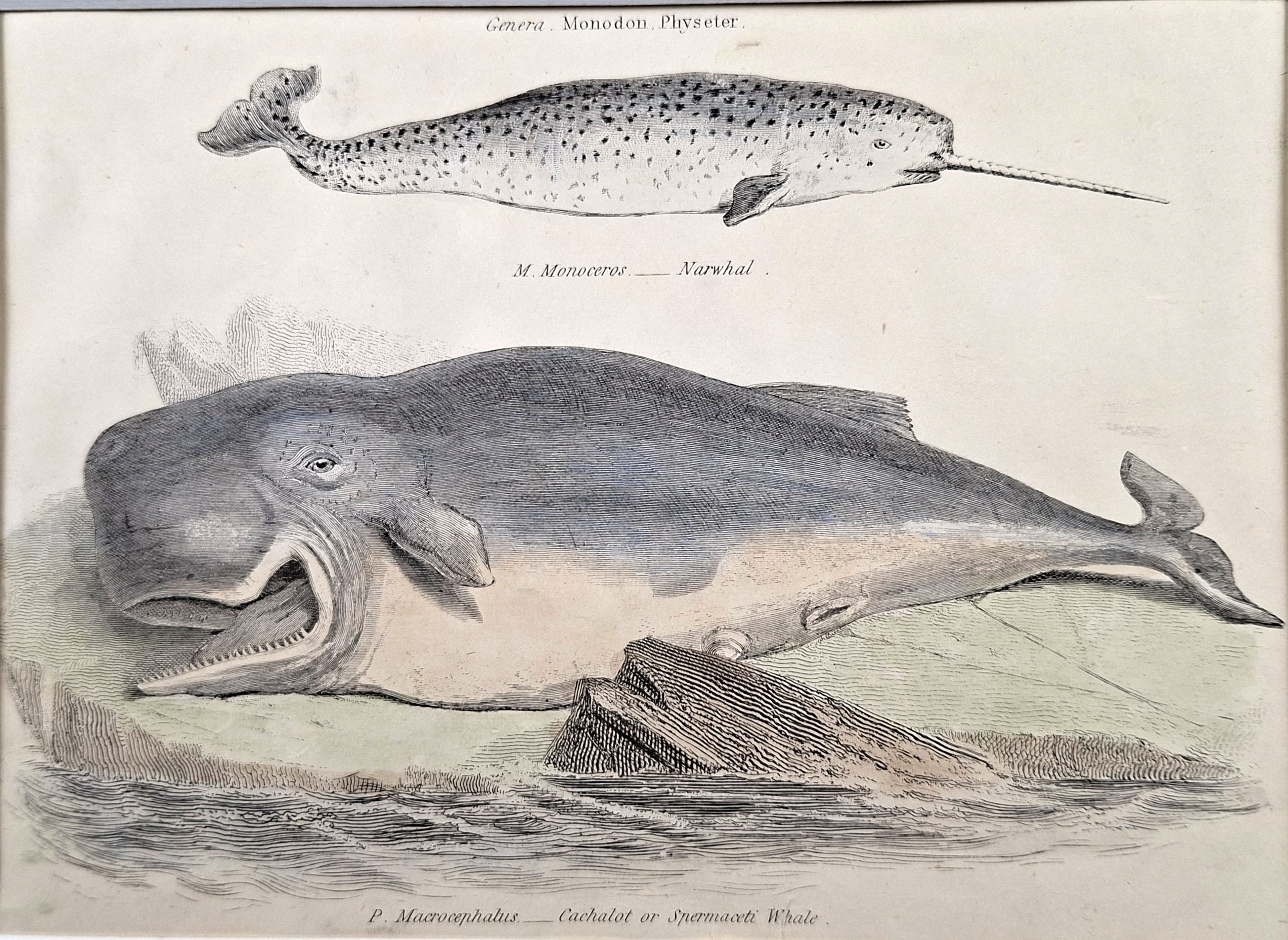 Narwhal and Cachalot or Spermaceti Whale